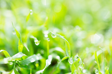 dew on the grass in nature