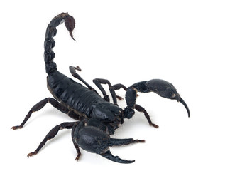 black scorpion on white background