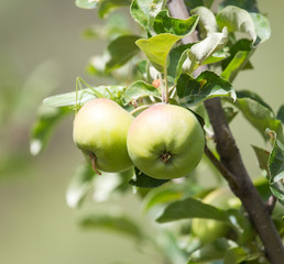 apples on the tree in nature