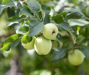 apples on the tree in nature