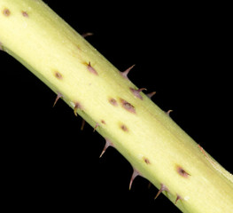 thorns on the plants. close-up