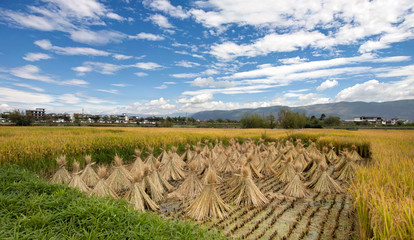 Fototapeta na wymiar Cropped rice on a field partly covered with uncut rice of bright