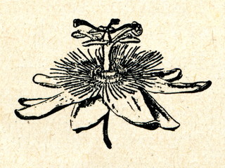 Fototapeta na wymiar Blue passion flower (Passiflora caerulea)