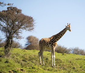 Giraffe