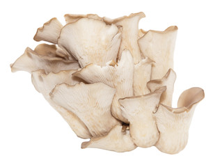 oyster mushrooms on a white background