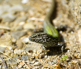 Portrait of a lizard (lacerta agilis)