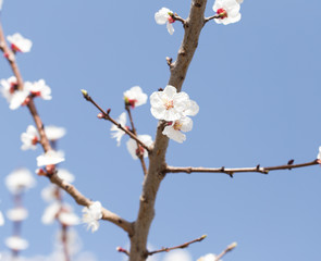 beautiful flowers on the tree in nature