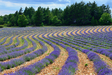 Lavender field