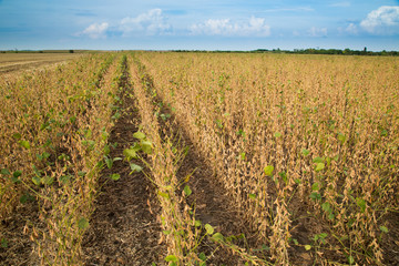 Soybean field ripe just before harvest, agricultural landscape