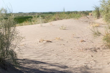 plants in the sand in the desert
