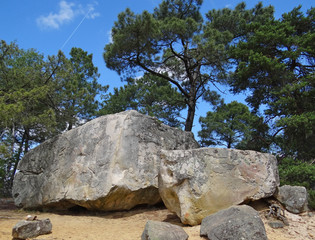 Forêt de Fontainebleau (site du rocher Fin)