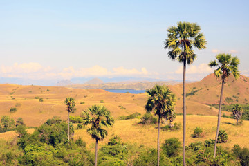 Close-up of palm trees and hills covered by grass and bushes on © Alice Nerr