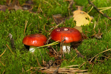 mushrooms in the forest
