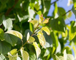 Beautiful branch of a tree as a background