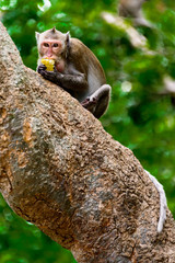 Monkey eating on a tree