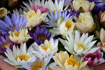 Lotus multicolored. Many colorful lotus flowers