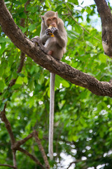 Naklejka na ściany i meble Monkey eating on a tree
