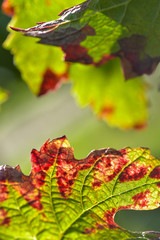 Grape leaf in autumn close-up