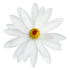 Tissu par mètre Nénuphars water lily white in isolated white background