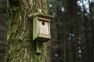 Vogelhaus im Wald