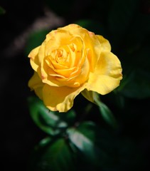 Yellow Rose