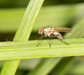 fly in nature. close-up