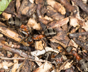 ant in nature. close-up