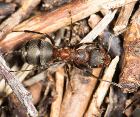 ant in nature. close-up