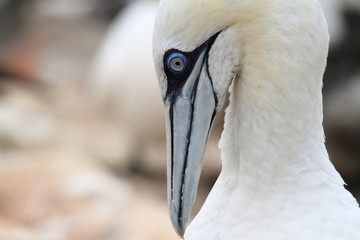 uccello sula bassana helgoland mare del nord isole frisone
