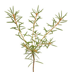 Ledum palustre plant isolated on white background