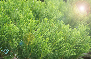 Green cypress tree, macro