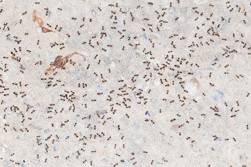 ants on the wall. close-up