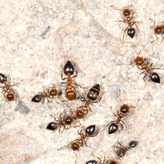 ants on the wall. close-up