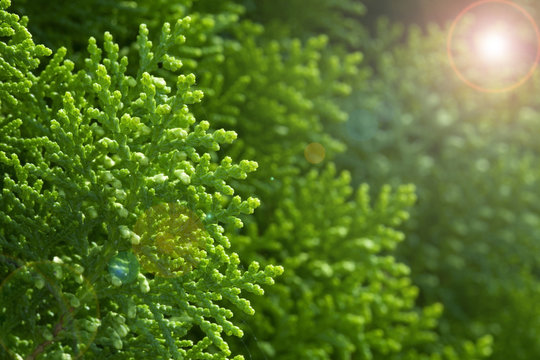 Green Cypress Tree, Macro