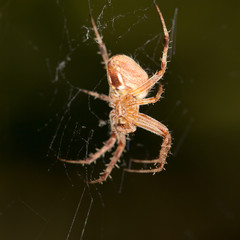 spider's web. close-up