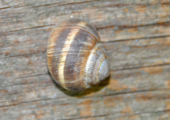 LUMACA