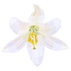 White lily. Vector illustration with visible mesh.