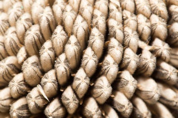 seeds in a sunflower. close-up