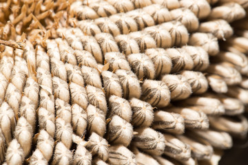 seeds in a sunflower. close-up