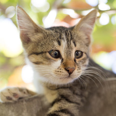 Portrait of a kitten in nature