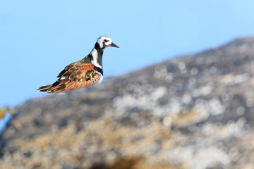 Arenaria interpres, Turnstone