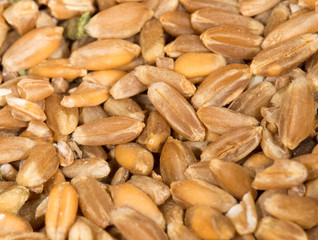 wheat as background. close-up