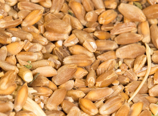 wheat as background. close-up