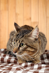 Fototapeta na wymiar Grey cat on blanket on wooden wall background