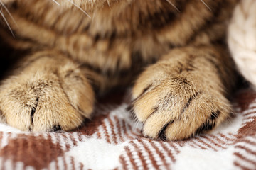 Grey cat's paws on blanket closeup