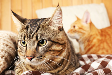 Naklejka premium Two cats on blanket and pillow on wooden wall background