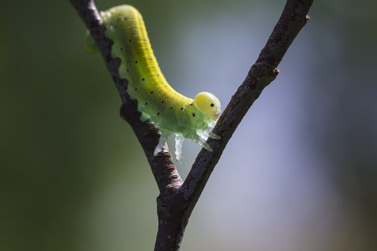 Green yellow caterpillar crawling a branch