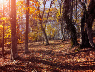 Autumn beautiful forest