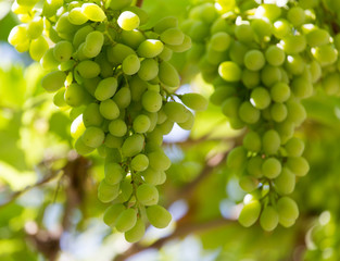 green grapes