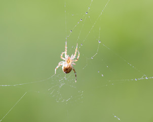 spider web with water drops